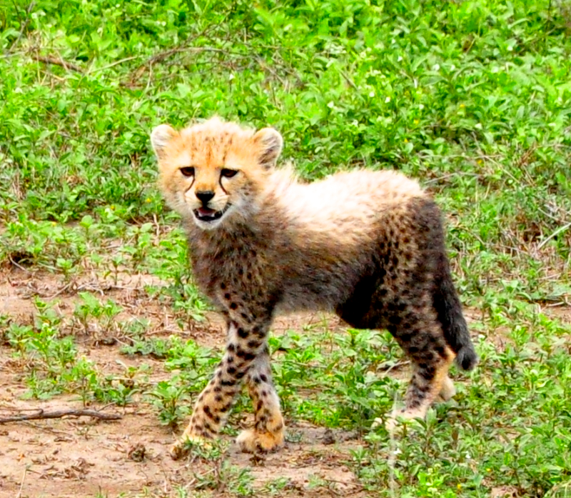 Ngorongoro Crater - Serengeti National Park